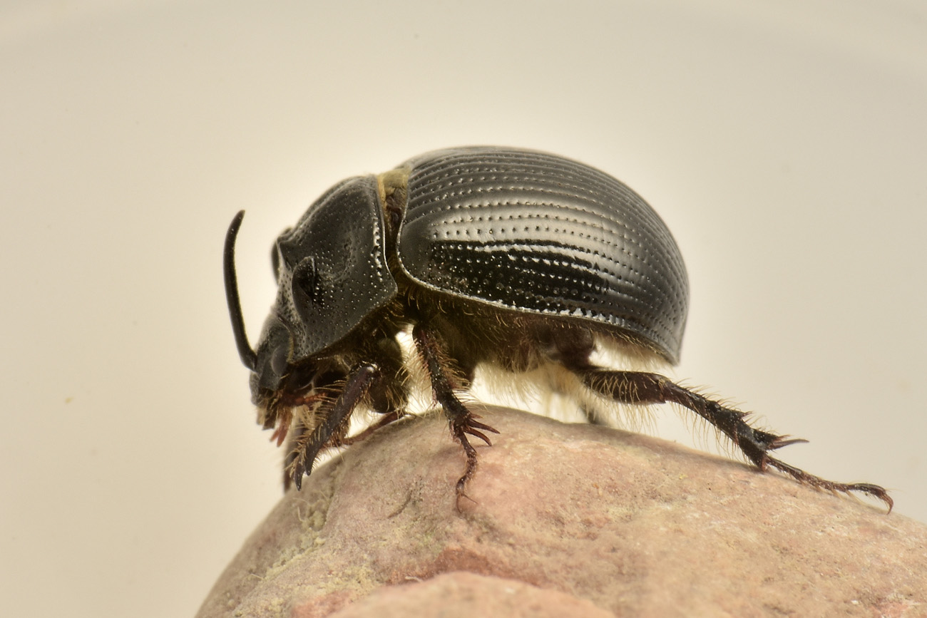 Geotrupidae: Odonteus armiger? S.